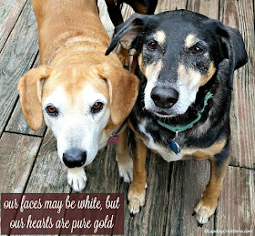 2 senior hound dogs