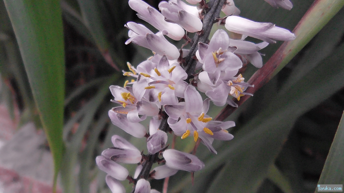 ヒロバドラセナの花