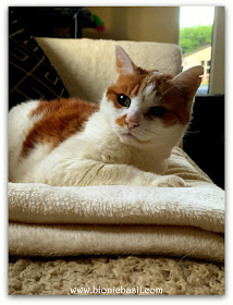 Feline Fiction on Fridays #125 ©BionicBasil® Amber reclining