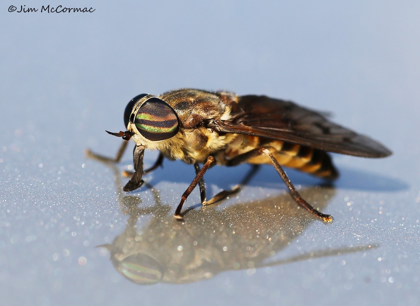 Ohio Birds and Biodiversity Horsefly eggs
