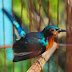 Tips Jitu Perawatan Burung Kolibri Ninja Bakalan Agar Cepat Gacor Tips Jitu Perawatan Burung Kolibri Ninja Bakalan Agar Cepat Gacor