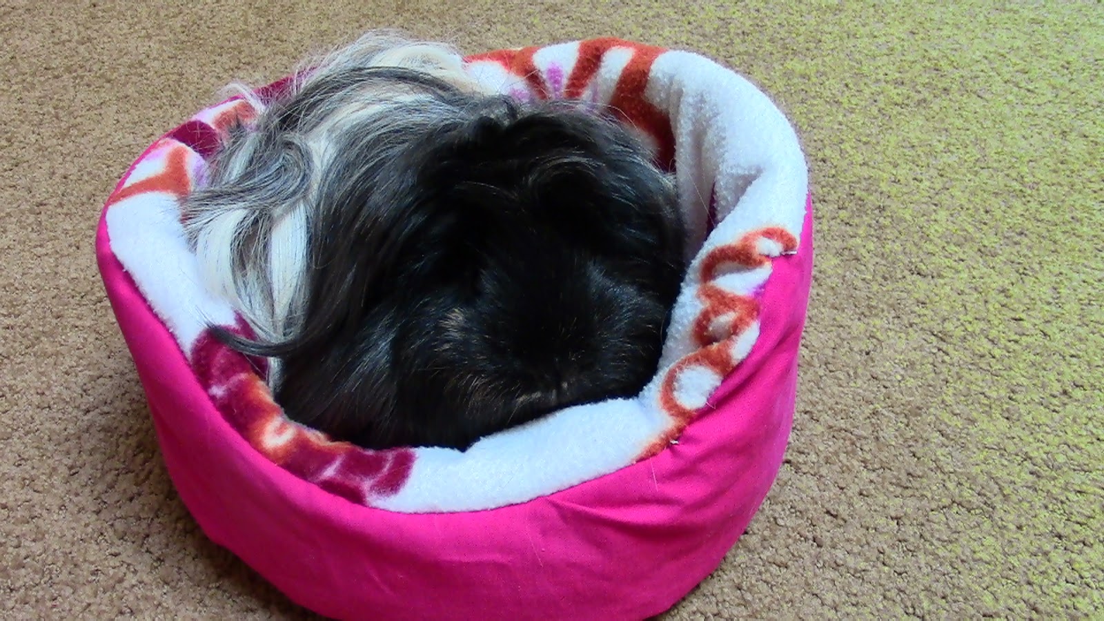 Cavy Kingdom how to make a guinea pig cuddle cup! {sewing required}