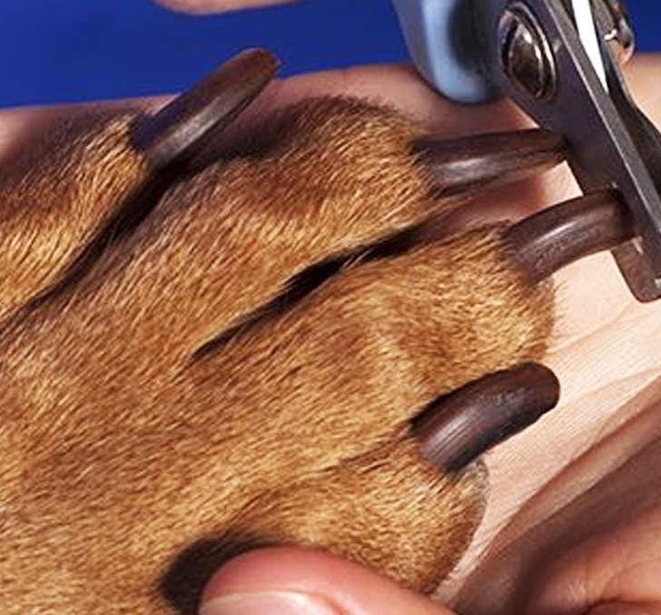 COMO CORTAR A UNHA DO CACHORRO,