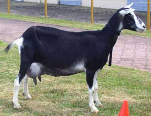 dairy goats, dairy goat breeds, best dairy goats, best dairy goat breeds, to dairy goat breeds, top 10 dairy goat breeds, highly productive dairy goat breeds, commercial dairy goat breeds, sable goat