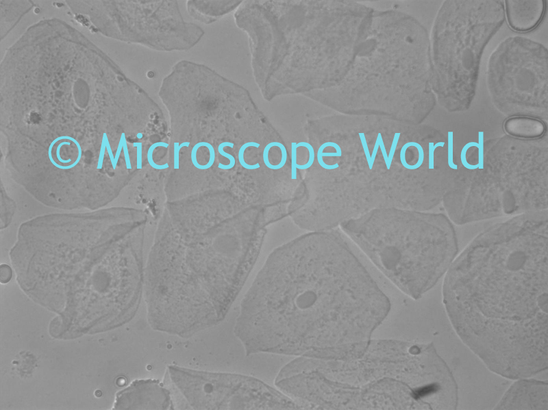 Microscope World Blog Phase Contrast
