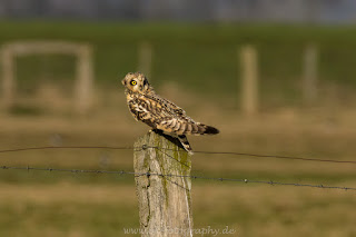 Wildlifefotografie Tierfotografie Naturfotografie Nikon Dümmer Sumpfohreule