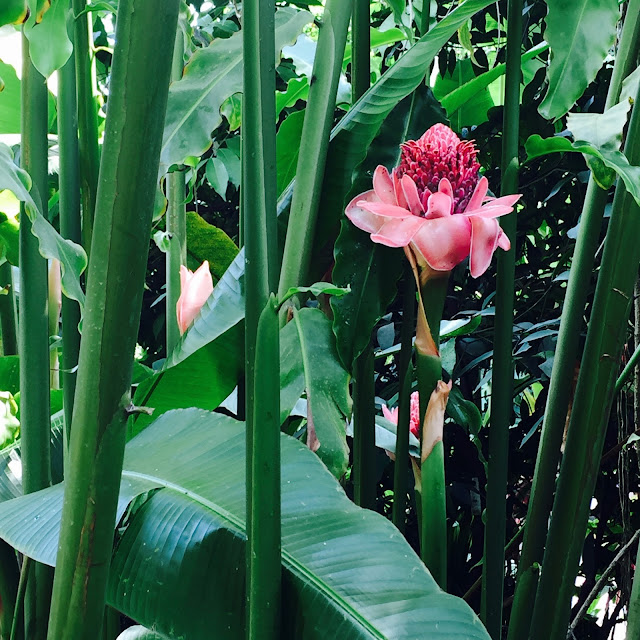 Exotic Floral Beauty