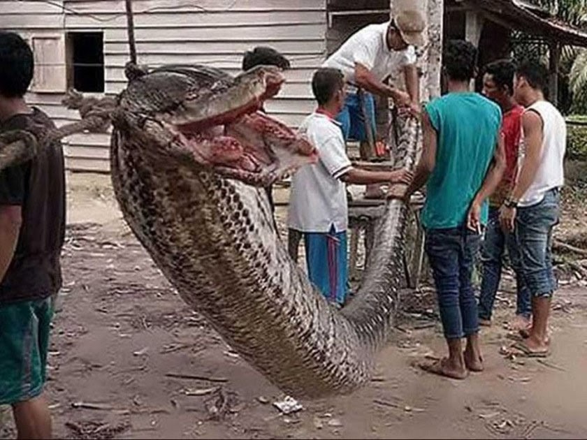 Woman Swallowed By Monster 23-Foot-Long Python Alive | The Planet Today ...