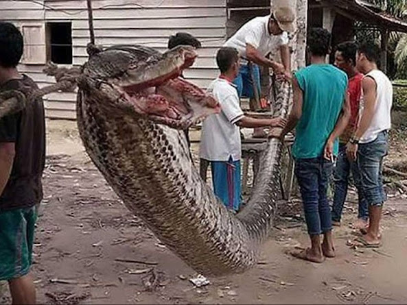Woman Swallowed By Monster 23-Foot-Long Python Alive