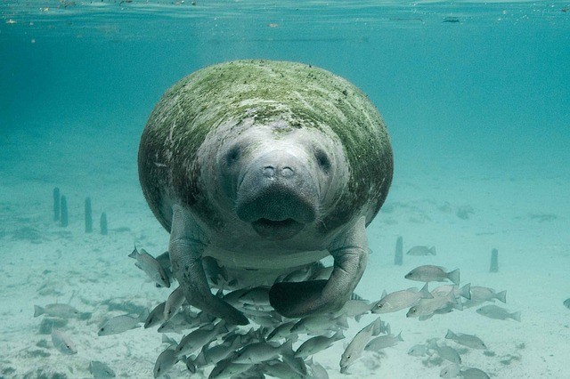 Fun facts about Manatee