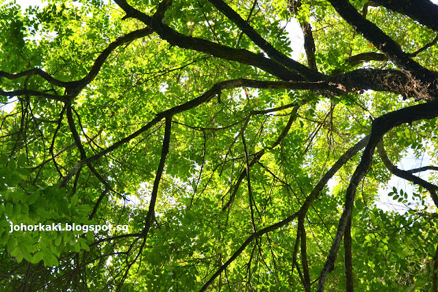 Trekking at Hutan Lipur Gunung Pulai Recreational Forest in Johor Malaysia Hutan-Lipur-Gunung-Pulai-Recreational-Forest-Johor-Malaysia
