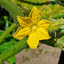 Cucumbers