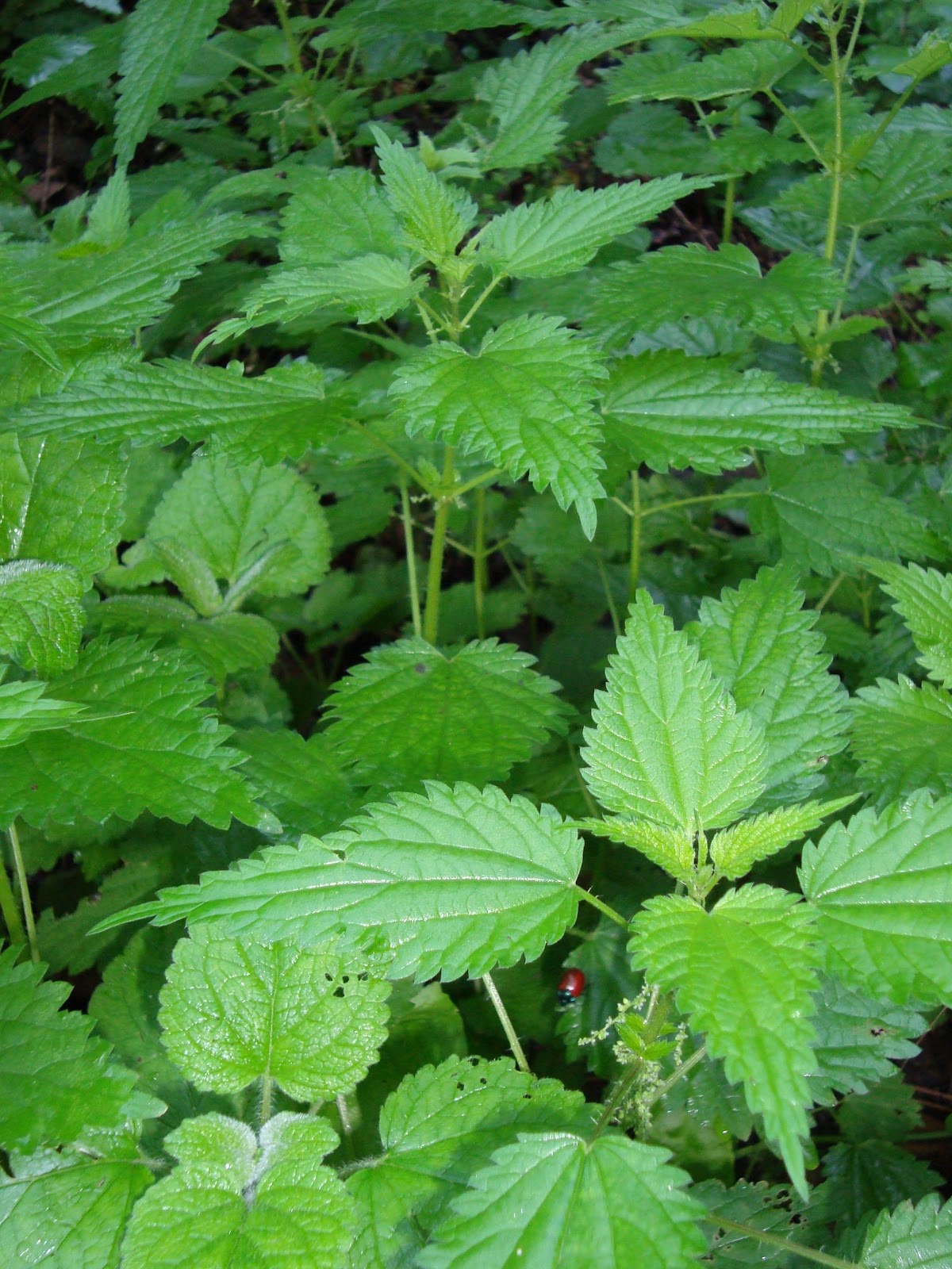 Path to Self Sufficiency: Wild Food of the Month: The Stinging Nettle