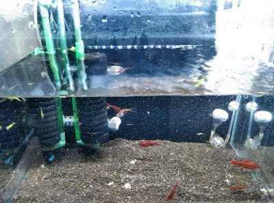 ソイル交換のため生体を避難する直前の水槽