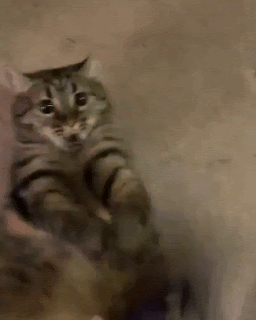 Featured image of post Funny Cat Pfp Gif