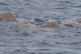 Sosyal bir Kuzey şişe burunlu balinası grubu