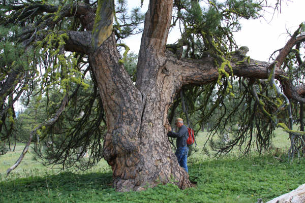 firedclay: National Register of Big Trees
