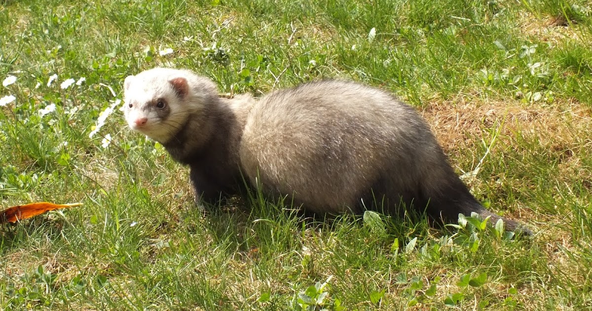 French wildlife and beekeeping Ferrets and hunting with ferrets in France