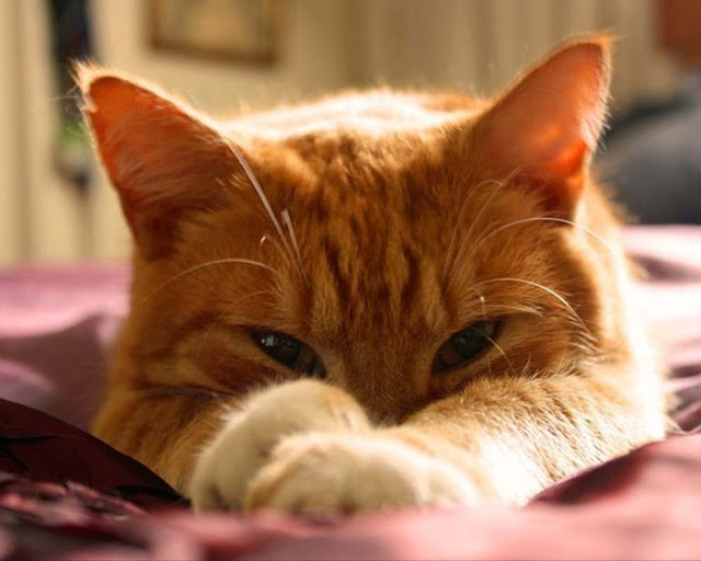 Female Brown Cat Names Female Brown Cat Names