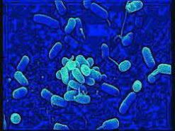 Azotobacter y clostridium