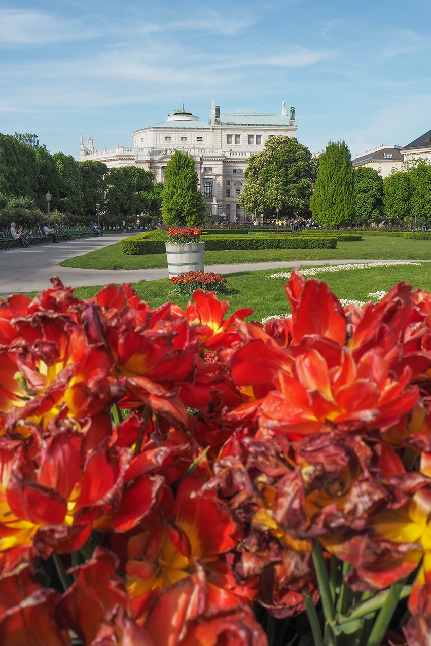 Volksgarten und im Hintergrund das Burgtheater Volksgarten und im Hintergrund das Burgtheater