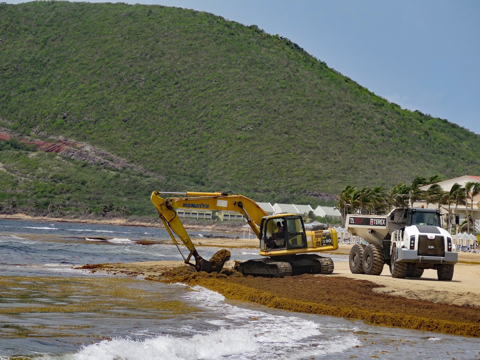 One Day at a Time A Sargassum Sea
