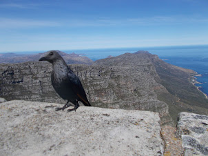 A "Blackbird" on Table Mountain.