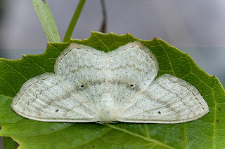 Para ampliar Scopula nigropunctata  hacer clic