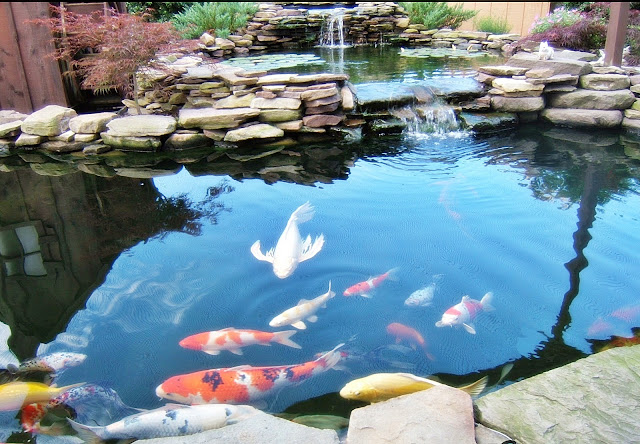 Tips dan Trik Membangun Kolam Ikan Koi dan Cara Membersihkannya Tips dan Trik Membangun Kolam Ikan Koi dan Cara Membersihkannya