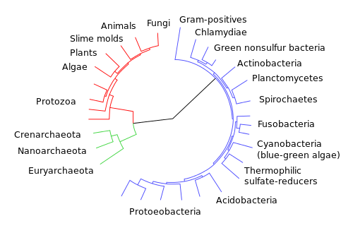 what is molecular clock in biology
