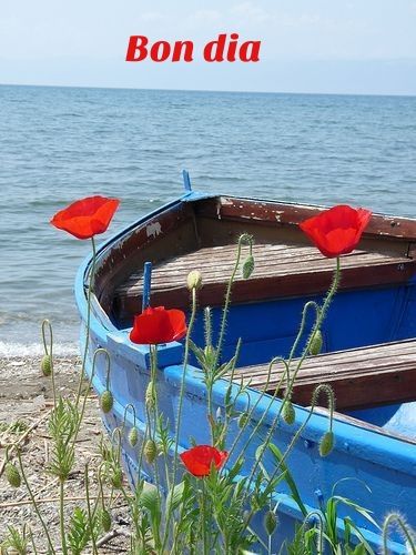Barca frente al mar para decir buenos días, amapolas rojas