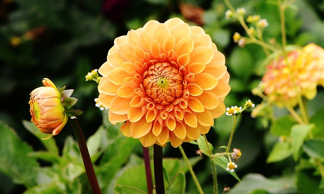 ফুলের পিক: ফুলের পিকচার