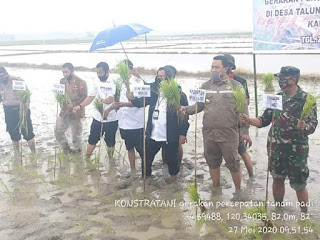 Bersama Staf Ahli Mentan RI, Wabup Bone Tanam Padi di Desa Talungeng Barebbo