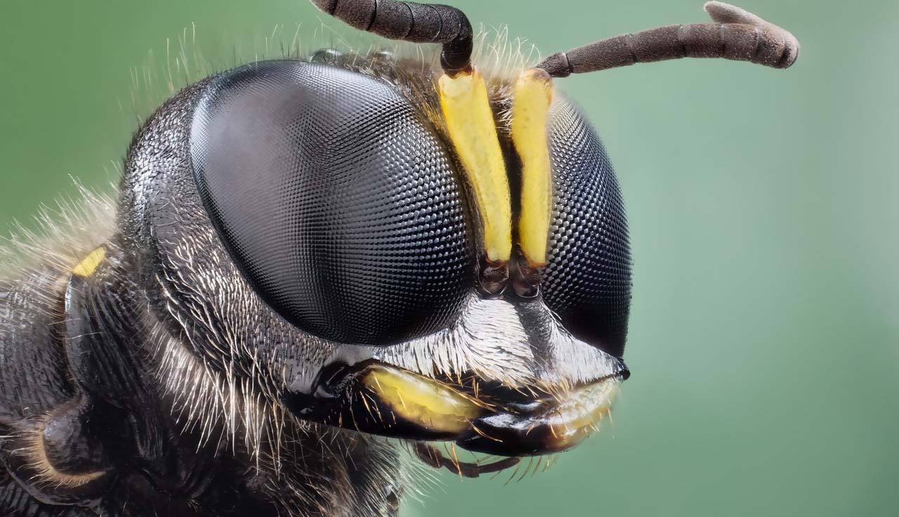Quantos Olhos Tem A Abelha