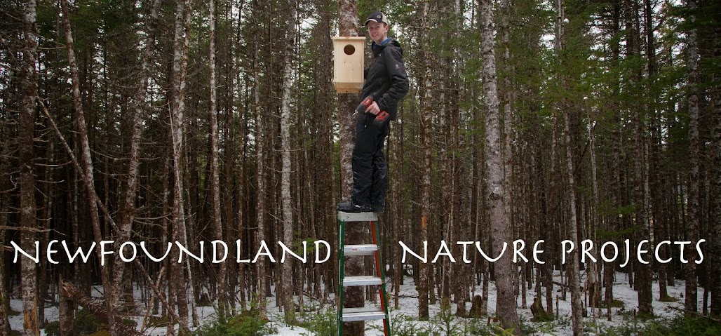 Newfoundland Nature Projects