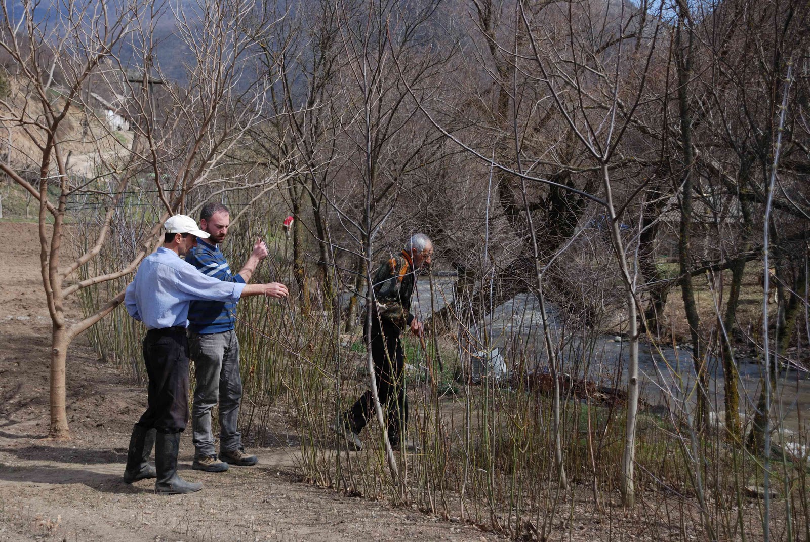 Entre Soie et Steppe Armenia Tree Project