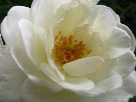 誕生花占い 12月30日の誕生花は バラ アイスバーグ です