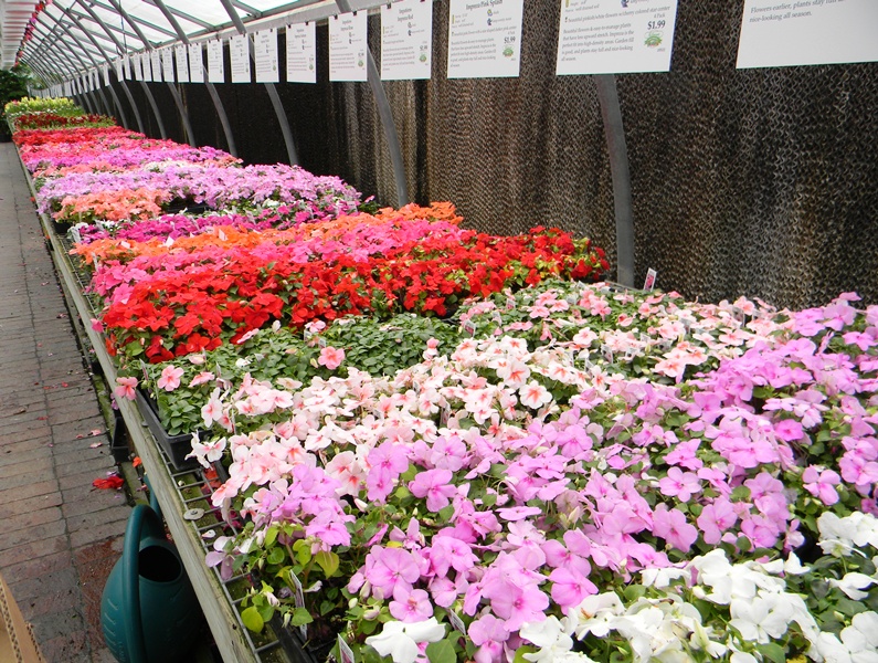 SWAC Girl Stuarts Draft Milmont Garden Center 2012