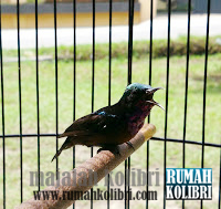 Perawatan Harian Kolibri Ninja Konin Agar Cepat Gacor Dan Ngobra