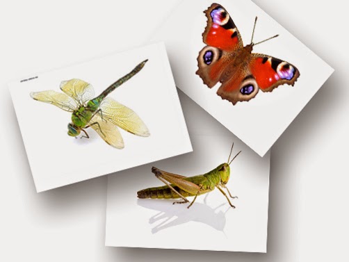 Bildkarten ´Insekten´ - DaZ Material für die Sprachförderung in der Grundschule