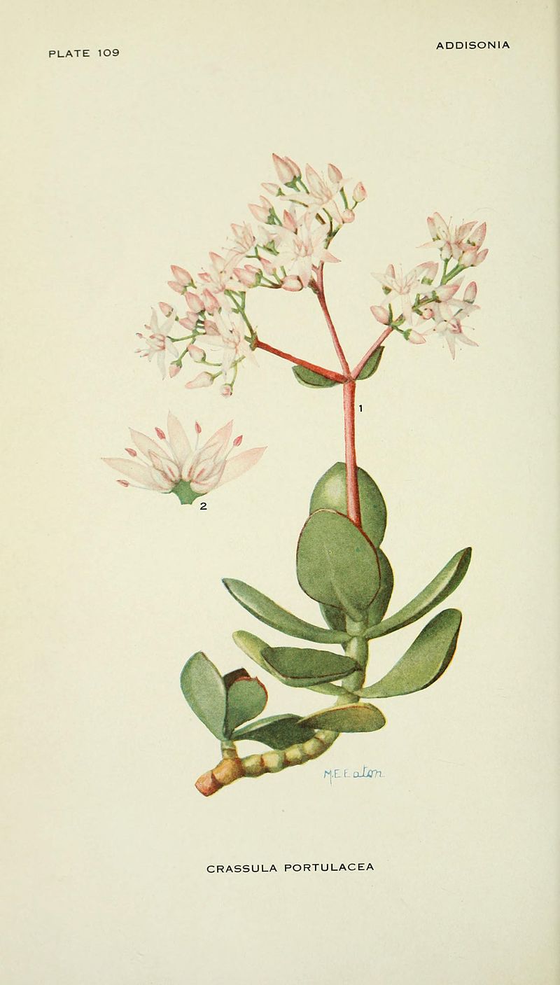 Crassula ovata, l'arbre de jade - Hortus Focus I mag