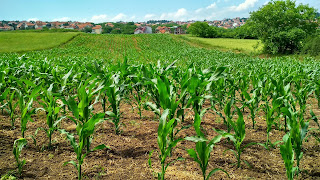 Sustainable agriculture in hindi 