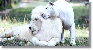 white lion and white tiger