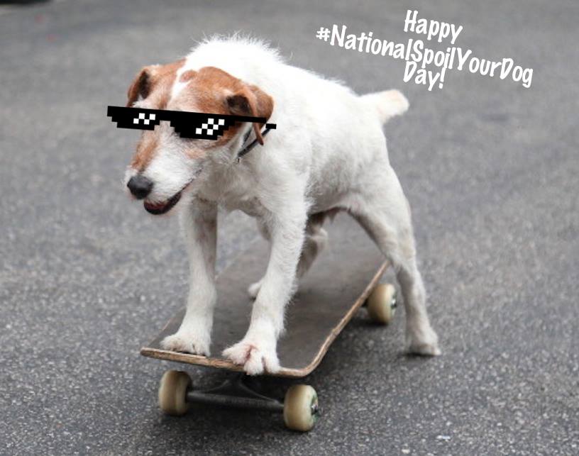 National Spoil Your Dog Day National Spoil Your Dog Day