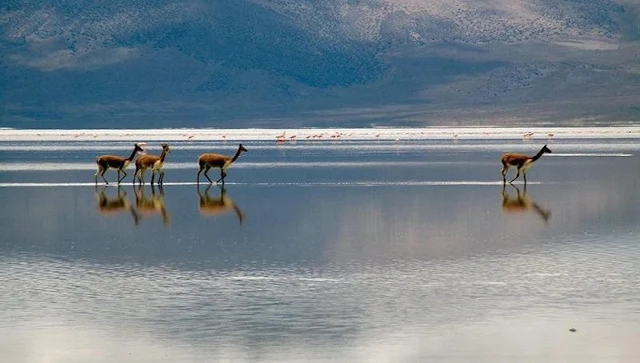 Chilean Altiplano