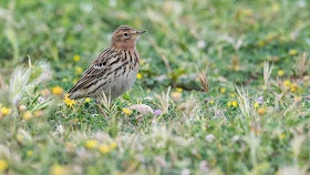 Red-throated Pipit by Ben Porter