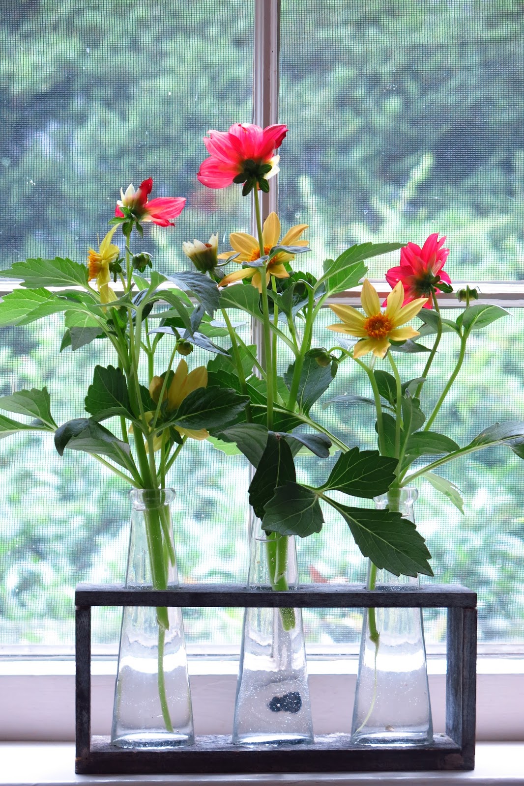 Windowsill Arranging dahlias in new vase