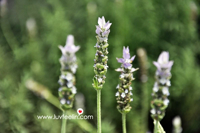 Cameron Highland Lavender