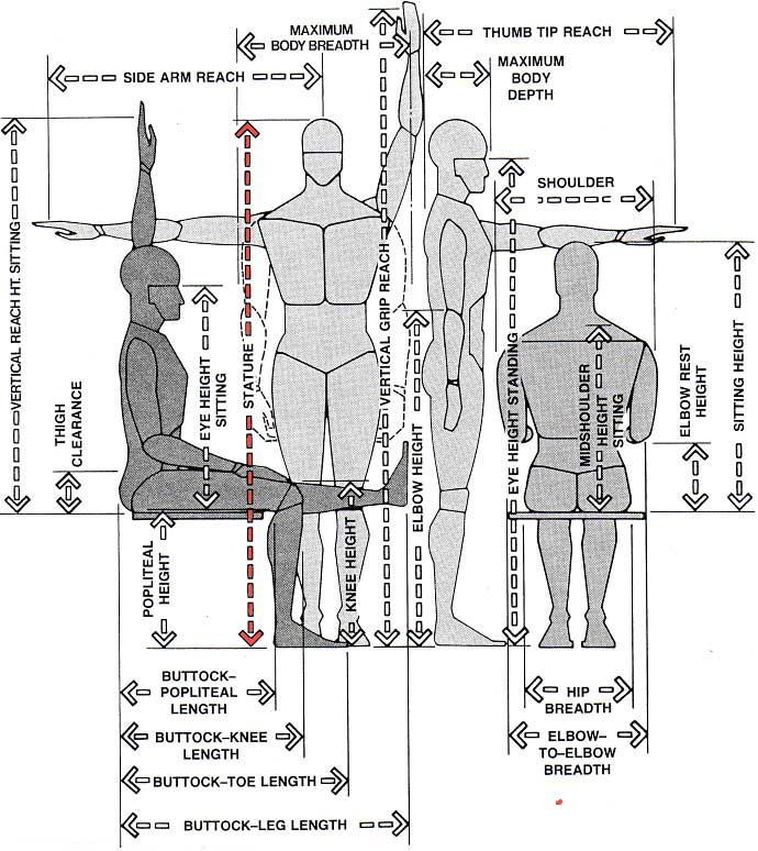 Basic Anthropometry In Interior Design