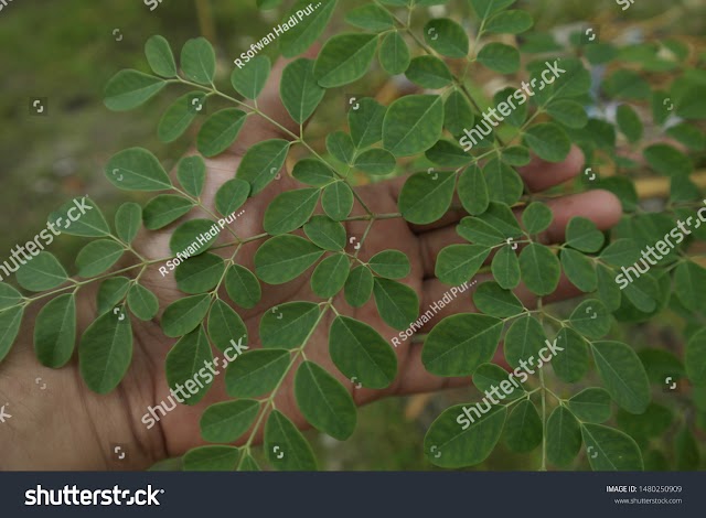  Royalty-free stock image - photo the green leaves of the lush Moringa tree are truly magical trees 